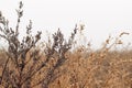 Field of fading brown weed againts grey sky. Misty Autumn landscape. Closeup of dry wild artemisia and chenopodium