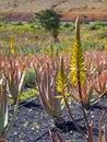 Field of a farm with aloe vera plants