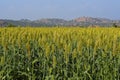 Field of Jowar Crop or Sorghum