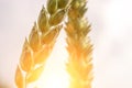 Field farm wheat landscape. Bread rye green grain on golden sky sunset. Agriculture harvest with cereal plant crop background Royalty Free Stock Photo