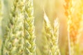 Field farm wheat landscape. Bread rye green grain on golden sky sunset. Agriculture harvest with cereal plant crop background Royalty Free Stock Photo