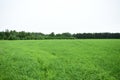 The field fascinates with its lush greenery agro system. The forest frames an agricultural field