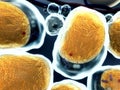 Field of fat cells, cell structure Royalty Free Stock Photo