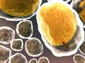 Field of  fat cells Royalty Free Stock Photo