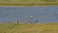 Field with fence and creek in a salt marsh in Zwin nature reserve , with dunes in th background . Knokke, Belgium