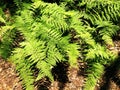 A field of Fern Fern growing inside Mattatuck state park Royalty Free Stock Photo