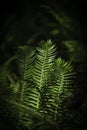 In A Field Of Ferns