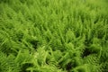 Field of Ferns