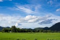 Field of fesh green rice with cloud and blue sky in nature landscape
