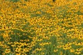 A field filled with Black Eyed Susan flowers using selective focus Royalty Free Stock Photo
