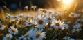 a field filled with colorful flowers with sunlight behind them