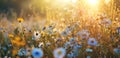 a field filled with colorful flowers with sunlight behind them