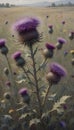 Field Filled With Purple Thistle Flowers in a Landscape, Genrative AI Royalty Free Stock Photo