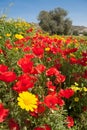 Field filled with Red Poppies, Yellow Daisies and an Olive Tree in Cyprus