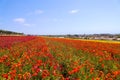 A field filled with rows of red and orange flowers with lush green leaves and stems with palm trees and blue sky Royalty Free Stock Photo