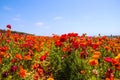 A field filled with rows of red and orange flowers with lush green leaves and stems with palm trees and blue sky Royalty Free Stock Photo