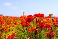 A field filled with rows of red and orange flowers with lush green leaves and stems with palm trees and blue sky Royalty Free Stock Photo