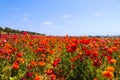 A field filled with rows of red and orange flowers with lush green leaves and stems with palm trees and blue sky Royalty Free Stock Photo