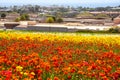 A field filled with rows of red and orange flowers with lush green leaves and stems with palm trees and blue sky Royalty Free Stock Photo