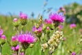 Field filled thistle flowers, bright pink