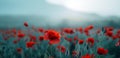 A field filled with vibrant red poppies on a foggy day. Can be used as a card for Remembrance Day. Copy space for text. Royalty Free Stock Photo