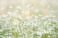 Field filled with white daisies