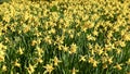 Field with yellow colored daffodils