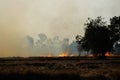 Burning dry grass in the field Royalty Free Stock Photo