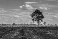 After a field fire grass