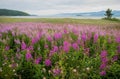 Field of fireweed at Lake Baikal, Russia