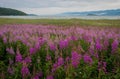 Field of fireweed at Lake Baikal, Russia