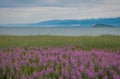 Field of fireweed at Lake Baikal, Russia