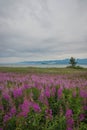 Field of fireweed at Lake Baikal, Russia