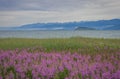 Field of fireweed at Lake Baikal, Russia