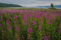 Field of fireweed at Lake Baikal, Russia