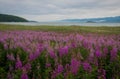 Field of fireweed at Lake Baikal, Russia