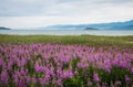 Field of fireweed, Lake Baikal, Russia