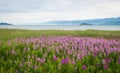 Field of fireweed, Lake Baikal, Russia