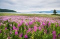 Field of fireweed, Lake Baikal, Russia