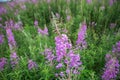 Field with fireweed