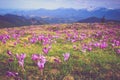 Field of first blooming spring flowers crocus as soon as snow descends on the background of mountains in sunlight.