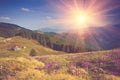 Field of first blooming spring flowers crocus as soon as snow descends on the background of mountains in sunlight. Royalty Free Stock Photo