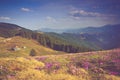 Field of first blooming spring flowers crocus as soon as snow descends on the background of mountains in sunlight. Royalty Free Stock Photo