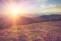 Field of first blooming spring flowers crocus as soon as snow descends on the background of mountains in sunlight. Royalty Free Stock Photo