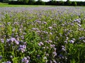 Field of flagrant phacelia flowers