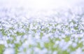 Field of Flax flowers Royalty Free Stock Photo