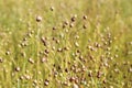 Field of flax plant, close up. Royalty Free Stock Photo