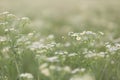 Field of Daisy Fleabane