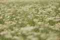 Field of Daisy Fleabane