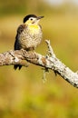 Field Flicker Royalty Free Stock Photo